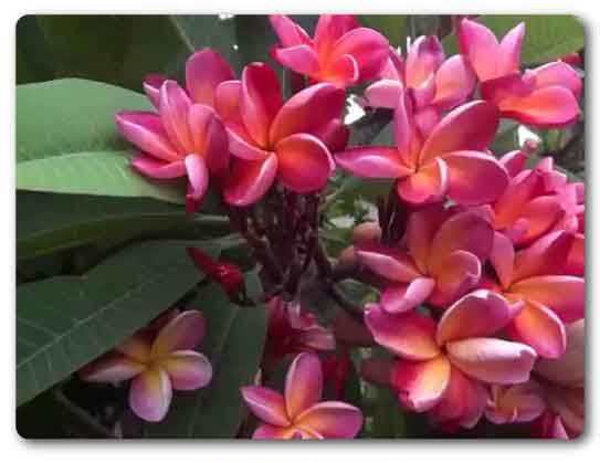  Goa State flower, Red Jasmine, Plumeria rubra